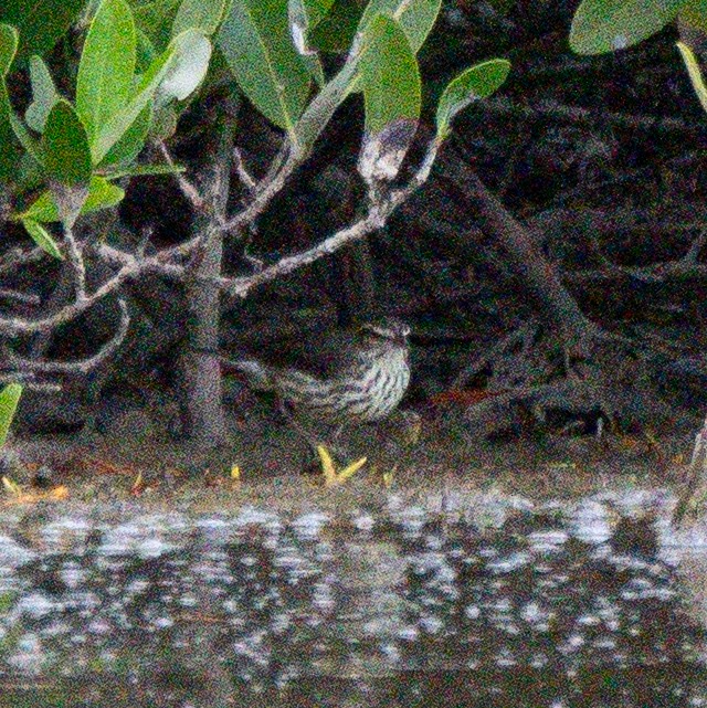 Northern Waterthrush - ML645913224