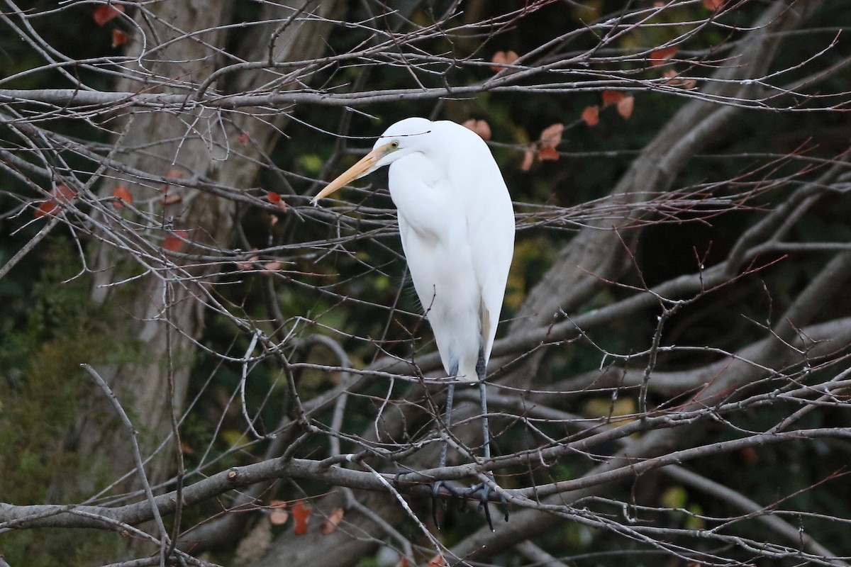 大白鷺 - ML645913236