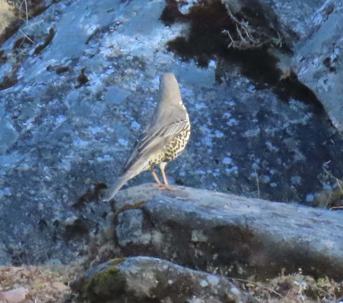 Grive draine - ML645913259