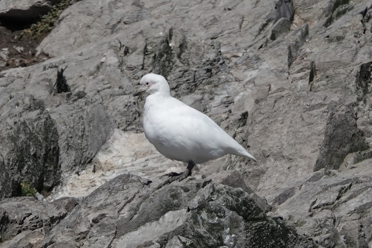 Snowy Sheathbill - ML645913261