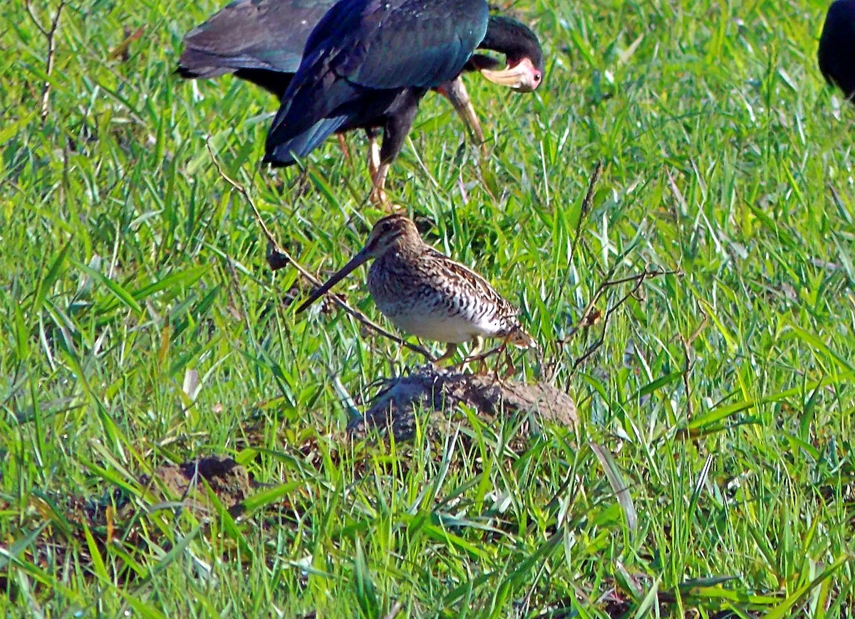 Pantanal Snipe - ML645913262