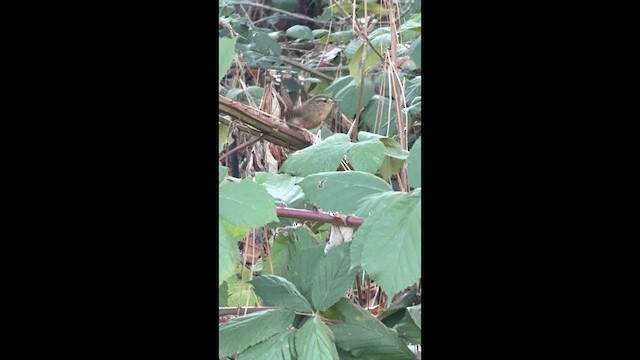 Волоочко кордильєрське - ML645913263