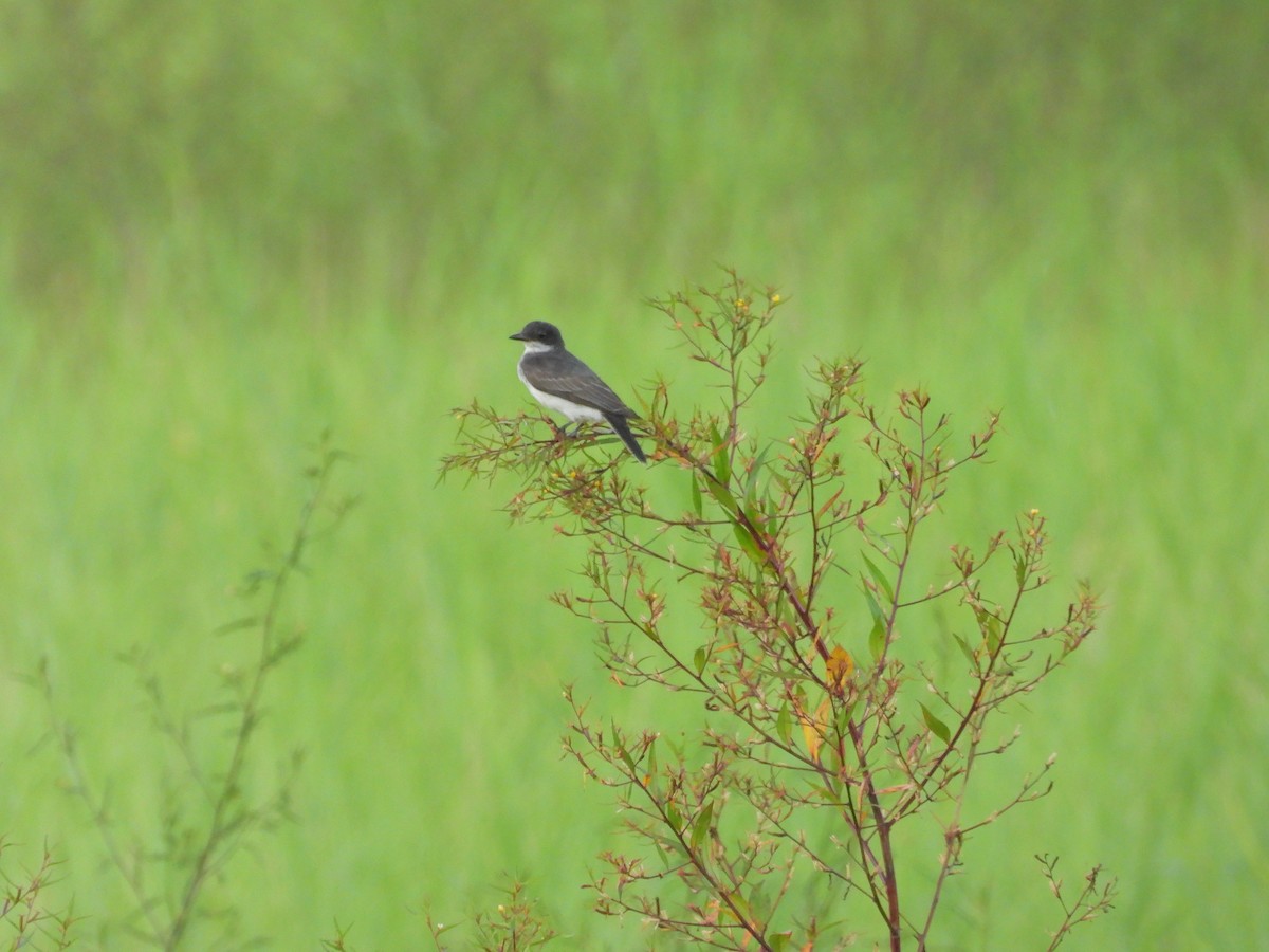 Tirano Oriental - ML645913265