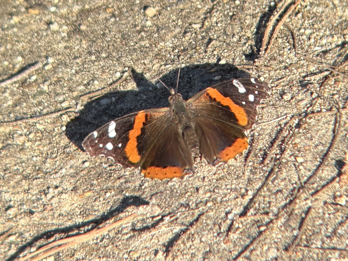 Red Admiral - ML645913266