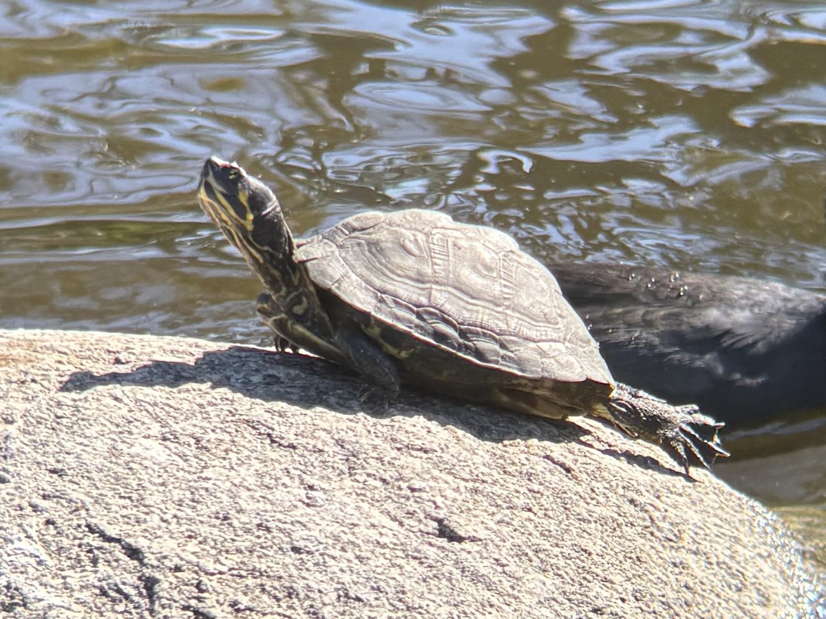 Pond Slider - ML645913267