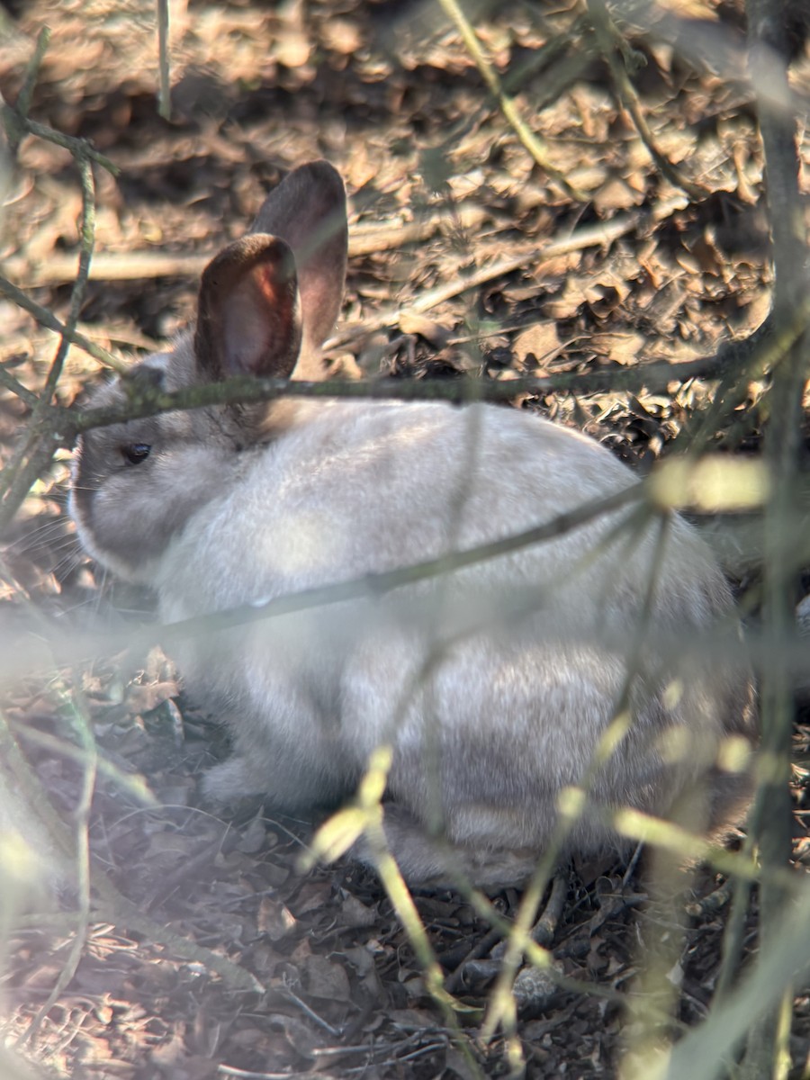 European Rabbit - ML645913268