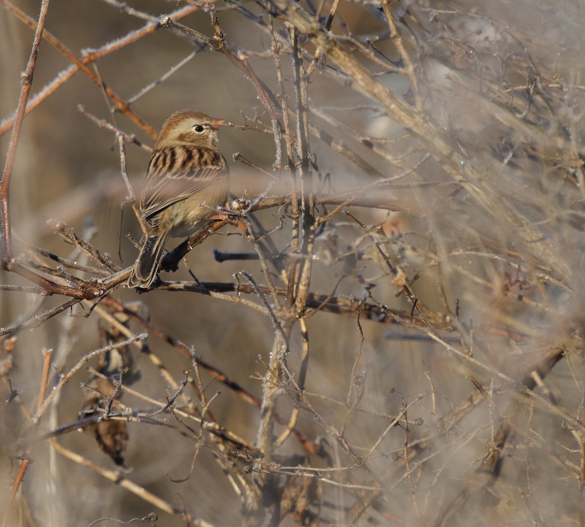 Field Sparrow - ML645913269