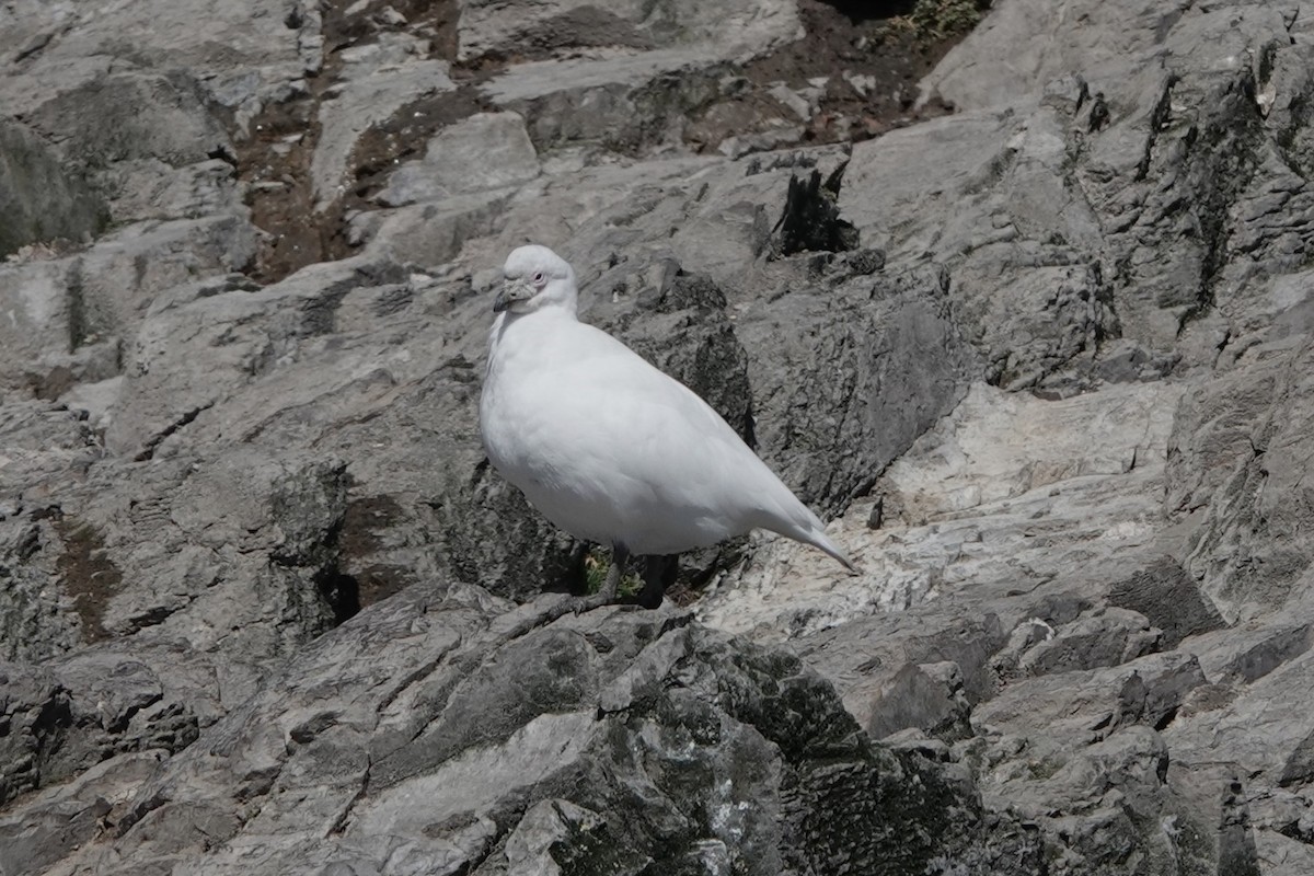 Snowy Sheathbill - ML645913271