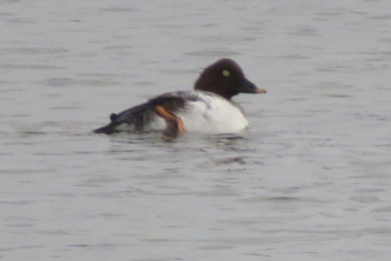 Common Goldeneye - ML645913272