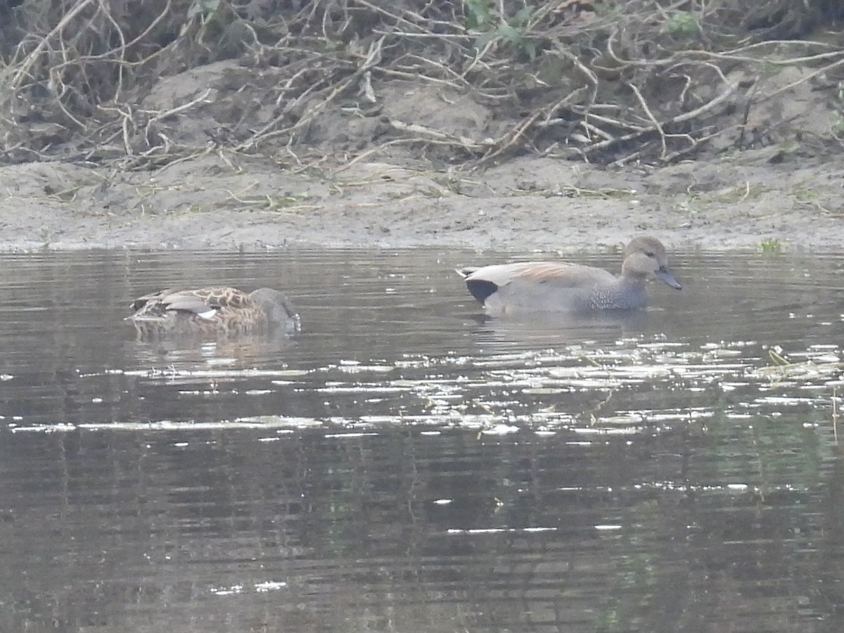 kopřivka obecná - ML645913273