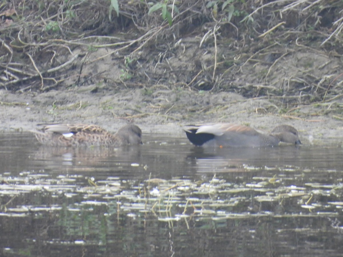 kopřivka obecná - ML645913274