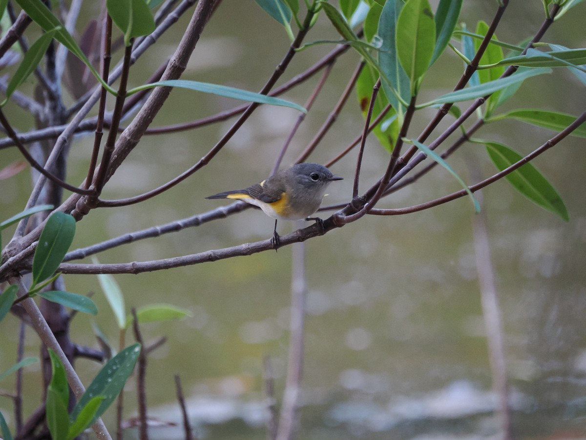 סבכון חכלילי - ML645913275