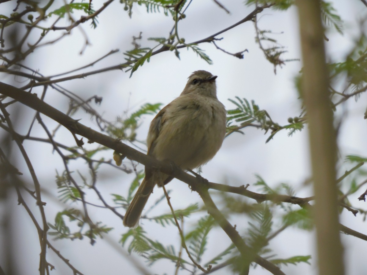 Tumbesian Tyrannulet - ML645913276