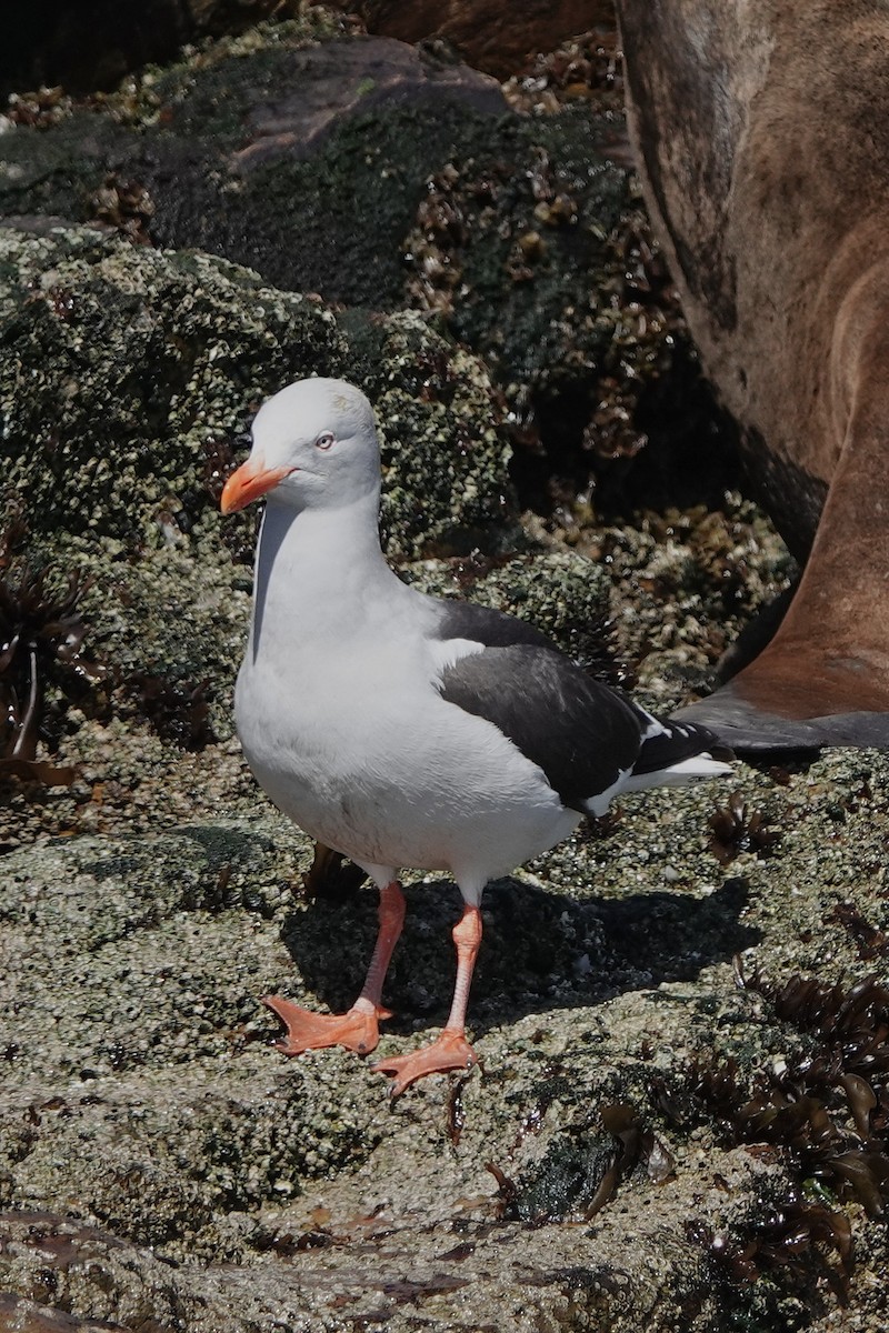 Dolphin Gull - ML645913277