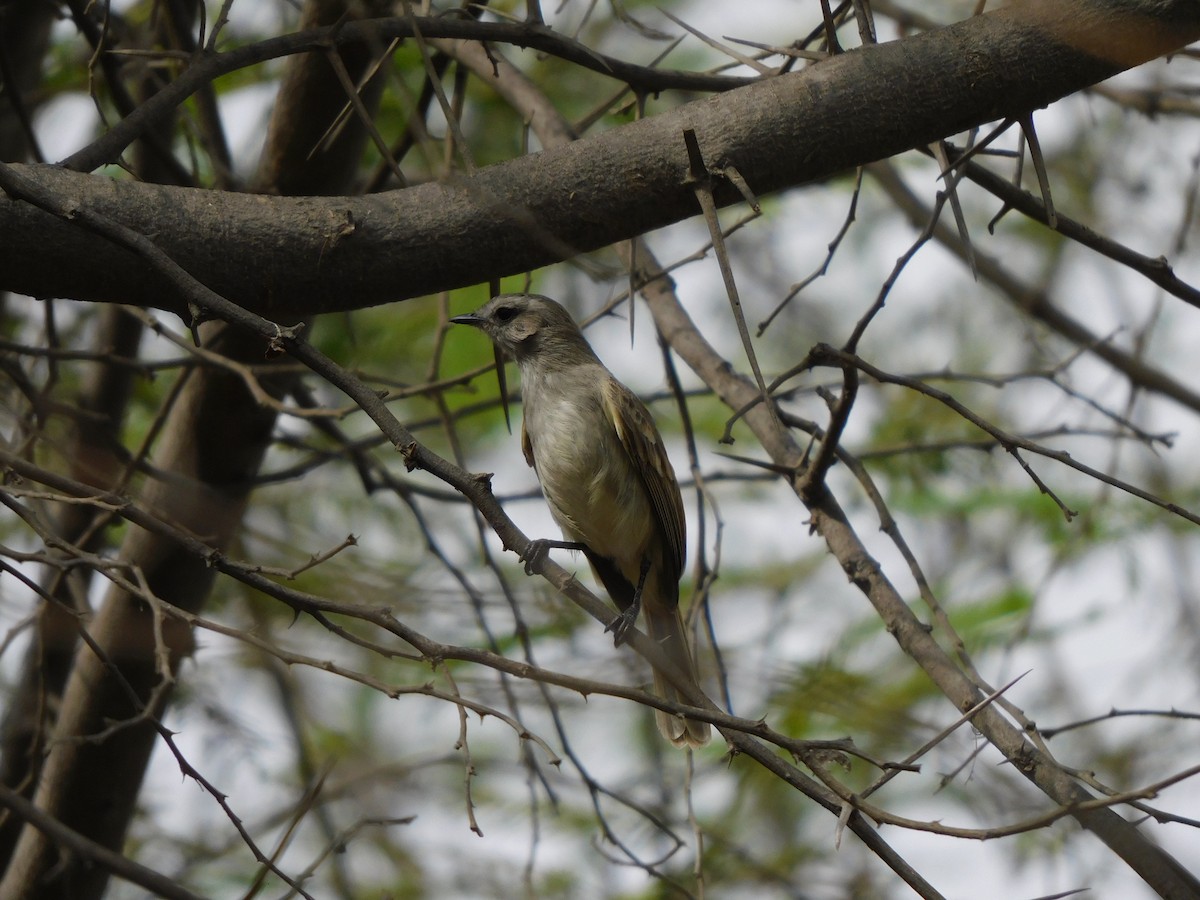 Tumbesian Tyrannulet - ML645913278