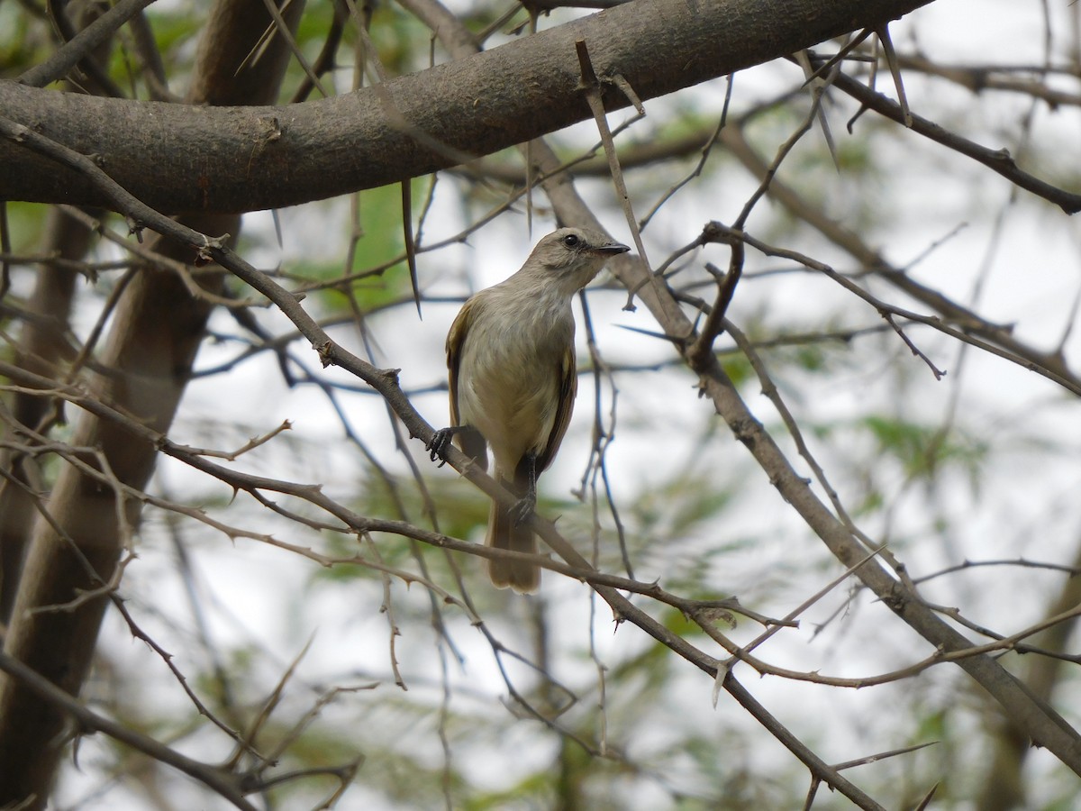 Tumbesian Tyrannulet - ML645913280