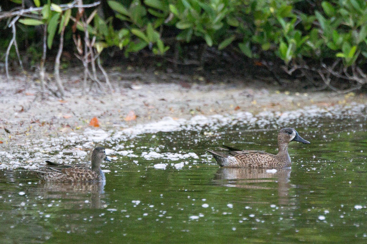 ミカヅキシマアジ - ML645913281