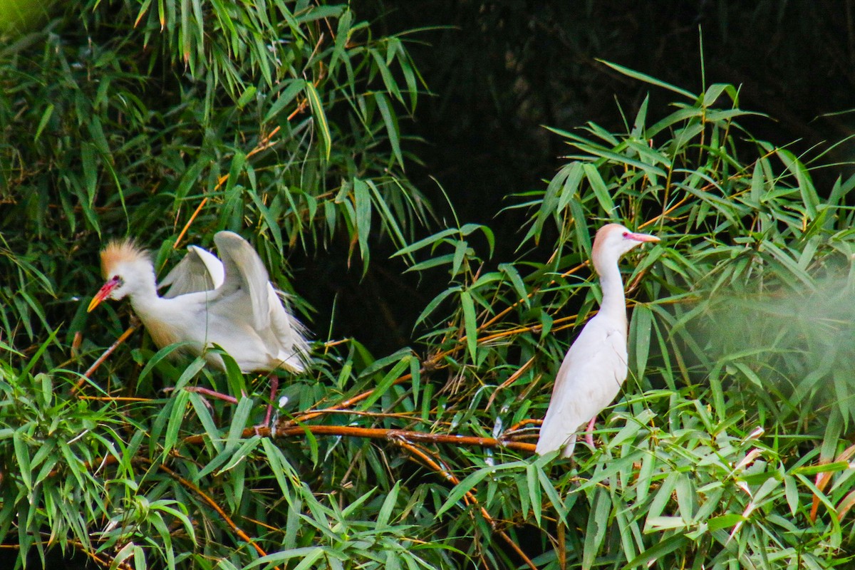 Western Cattle-Egret - ML645913303