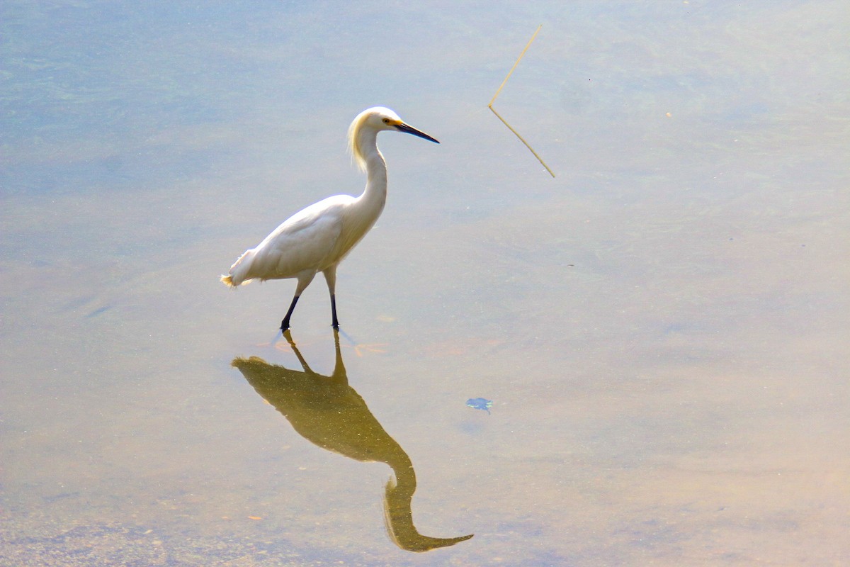 Snowy Egret - ML645913308