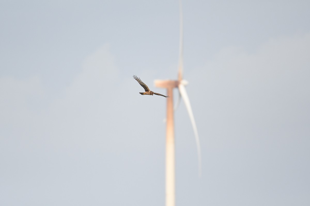 アメリカハイイロチュウヒ - ML645913309