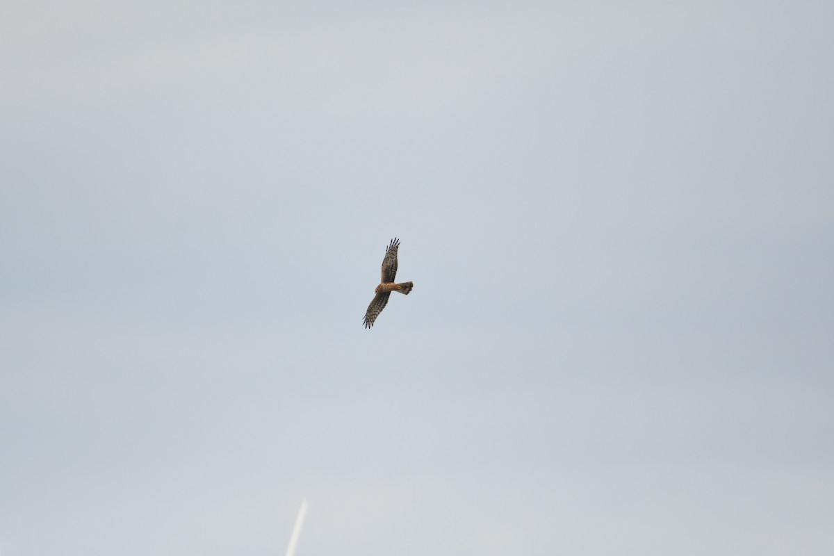 アメリカハイイロチュウヒ - ML645913310