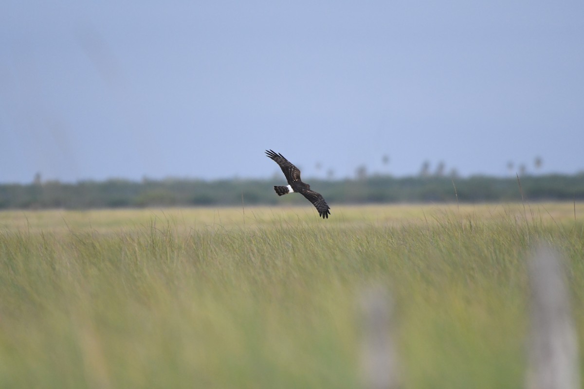 アメリカハイイロチュウヒ - ML645913311