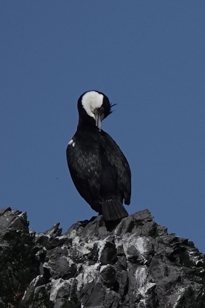 Imperial Cormorant (Blue-eyed) - ML645913312