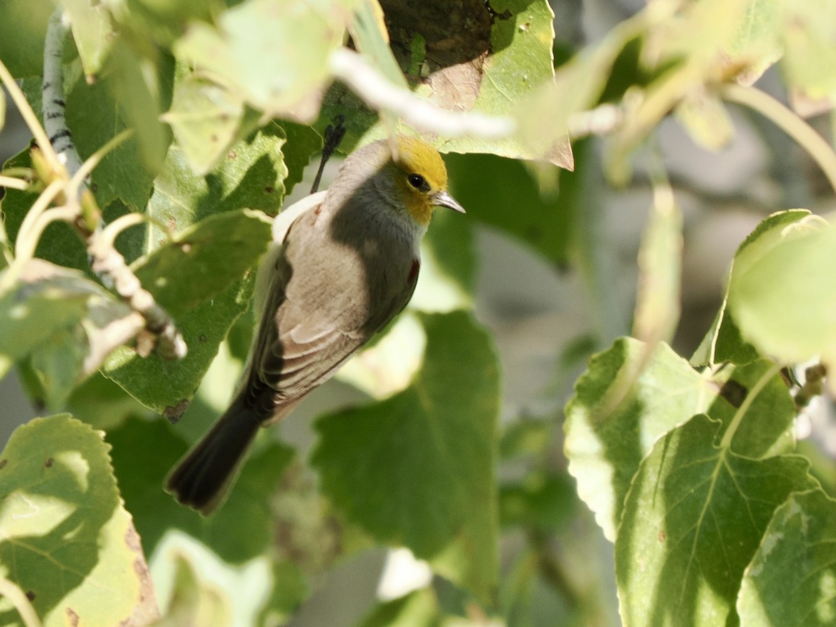 アメリカツリスガラ - ML645913314