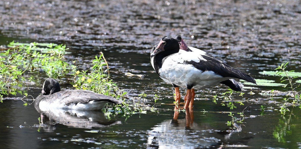 カササギガン - ML645913315