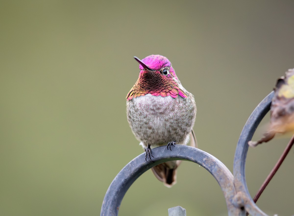 アンナハチドリ - ML645913316