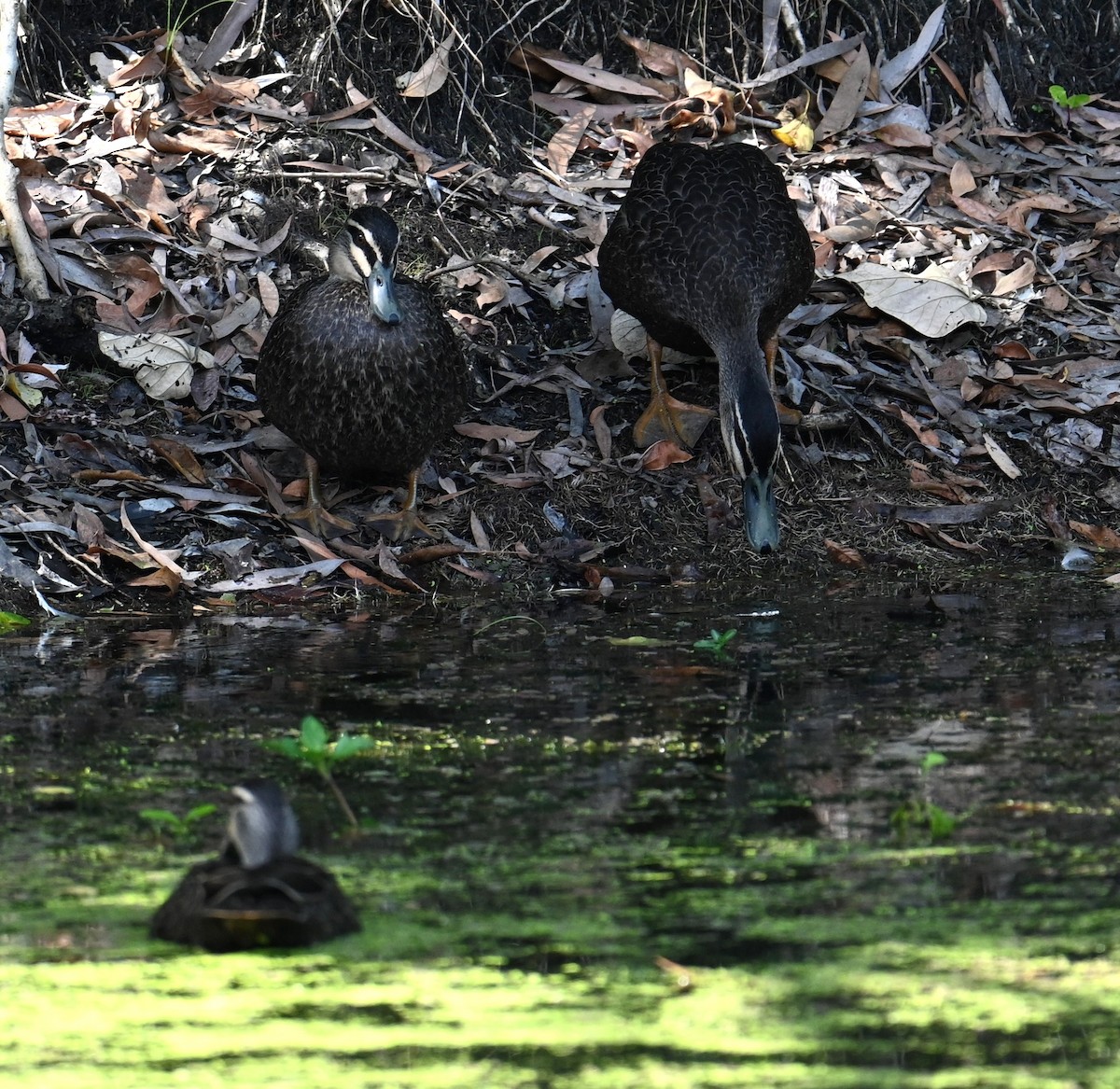 マミジロカルガモ - ML645913317