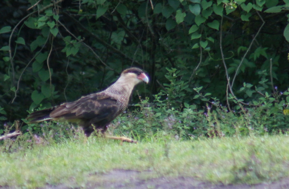 ミナミカラカラ - ML645913318