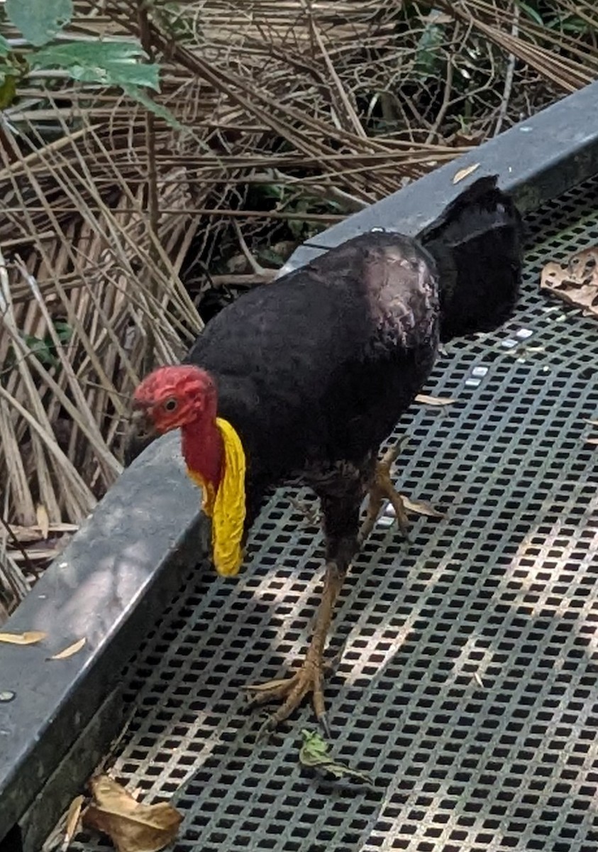 ヤブツカツクリ - ML645913319