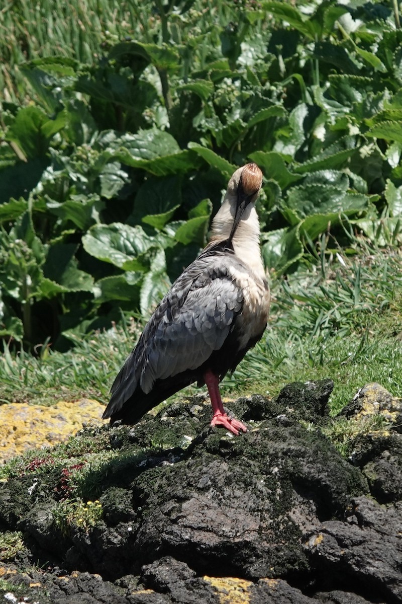 カオグロトキ - ML645913320