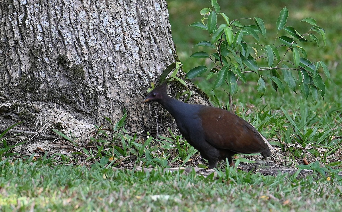 オーストラリアツカツクリ - ML645913321