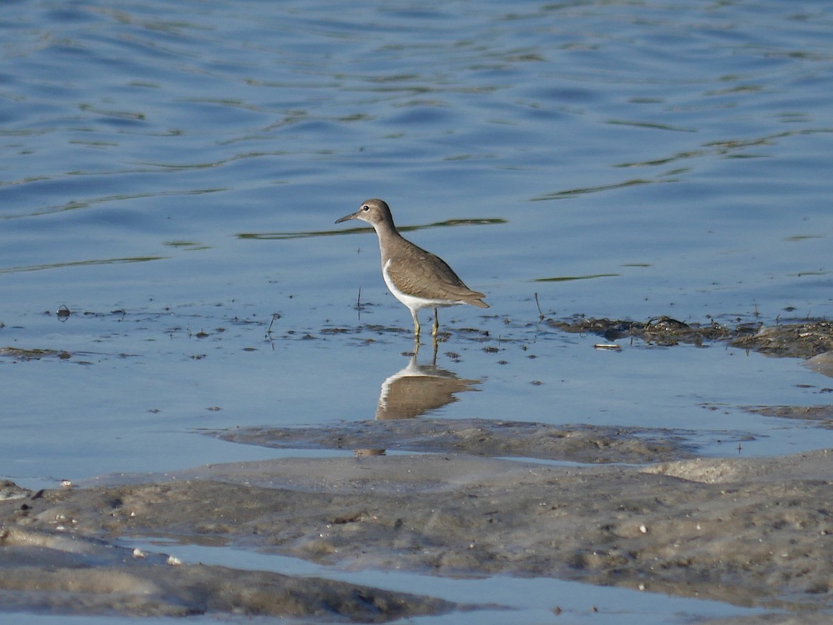 アメリカイソシギ - ML645913322