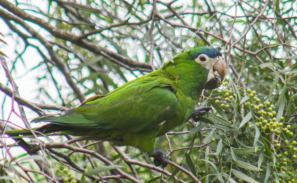コミドリコンゴウインコ - ML645913323