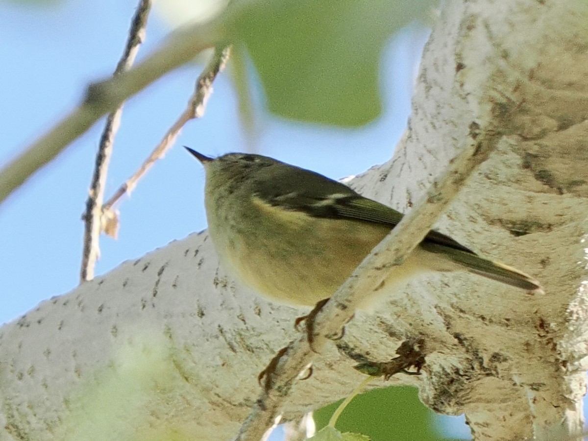 ルビーキクイタダキ - ML645913324