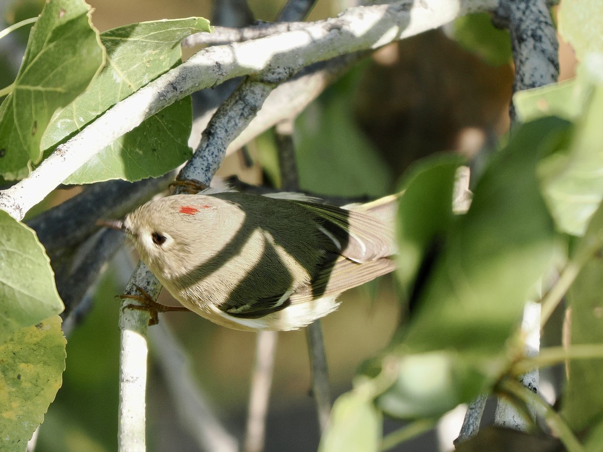 ルビーキクイタダキ - ML645913325