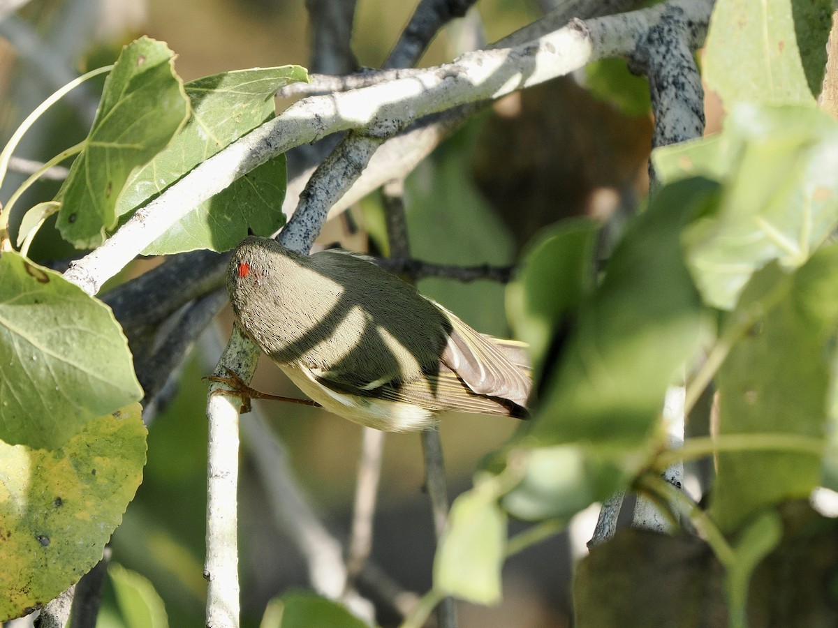 ルビーキクイタダキ - ML645913326