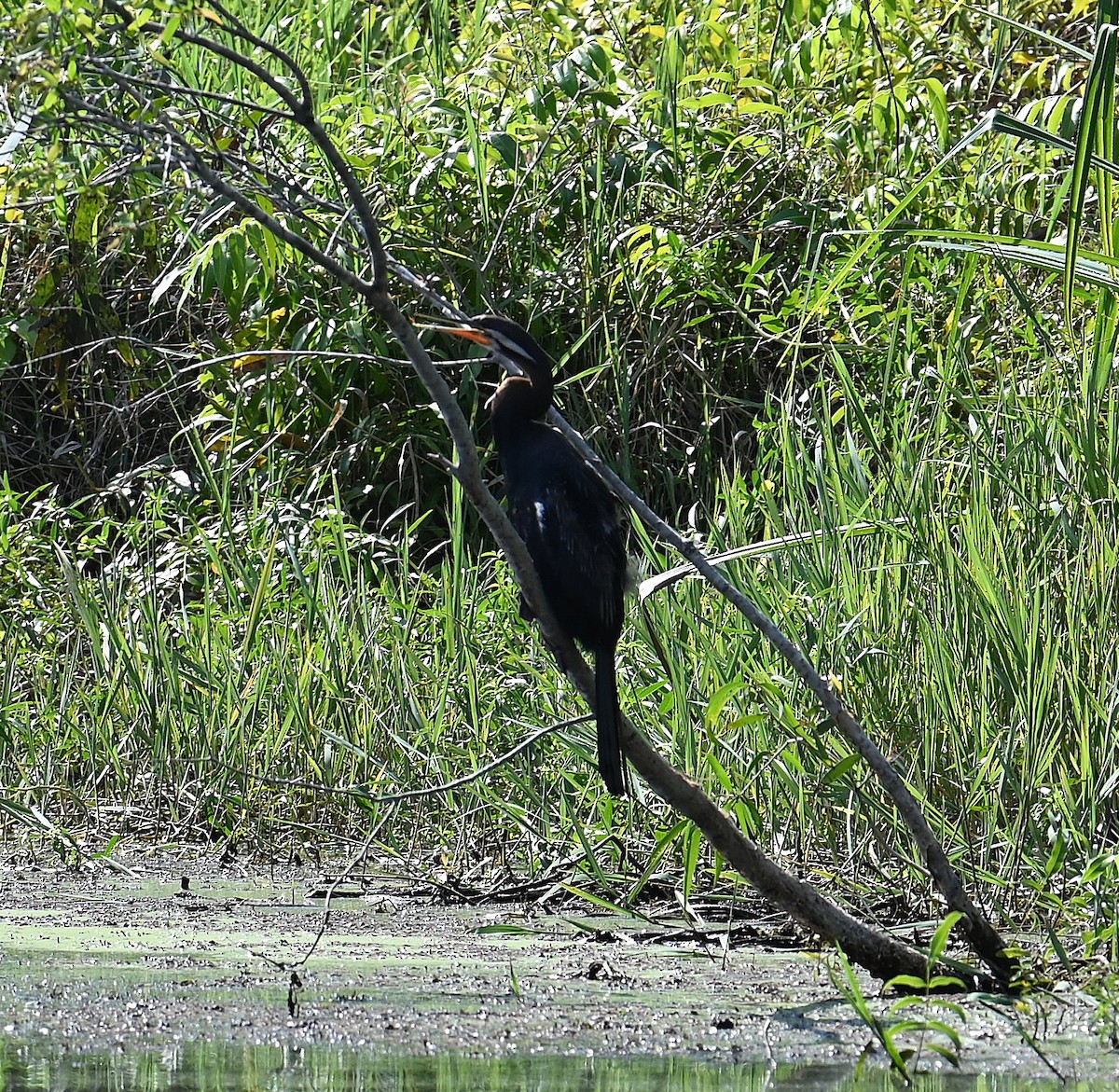 オーストラリアヘビウ - ML645913327