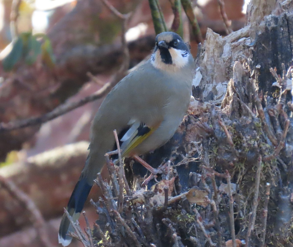 ヒマラヤガビチョウ - ML645913329