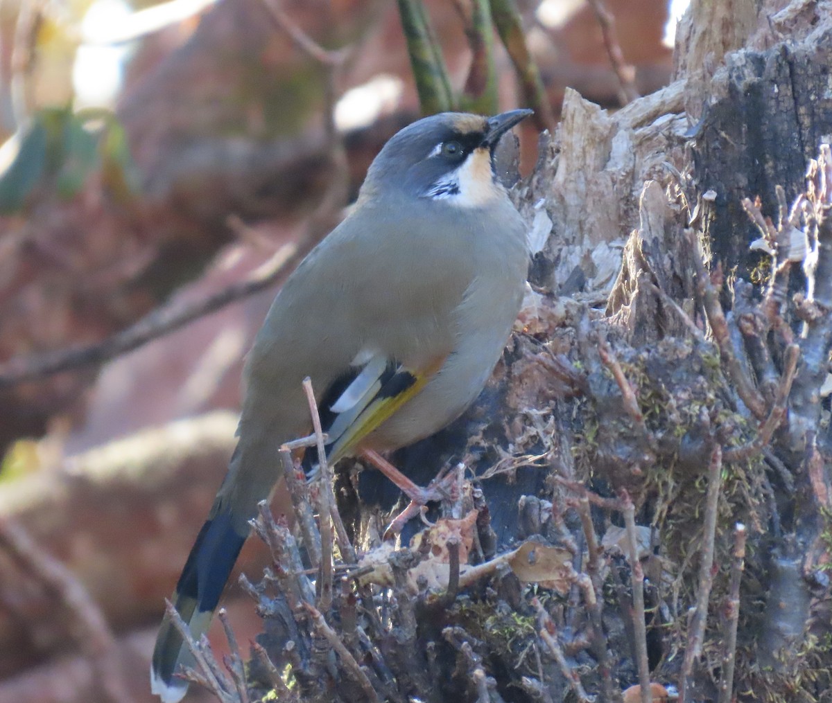 ヒマラヤガビチョウ - ML645913330