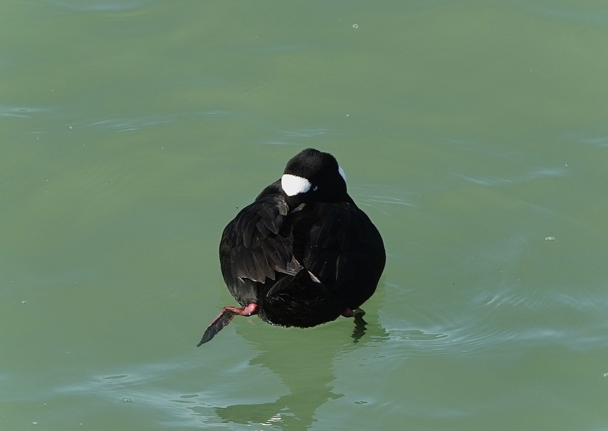 アラナミキンクロ - ML645913331