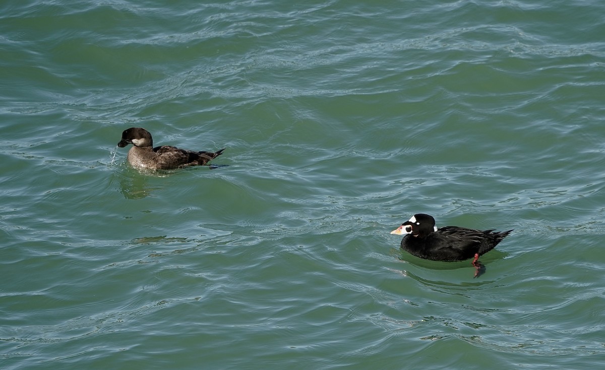 アラナミキンクロ - ML645913332