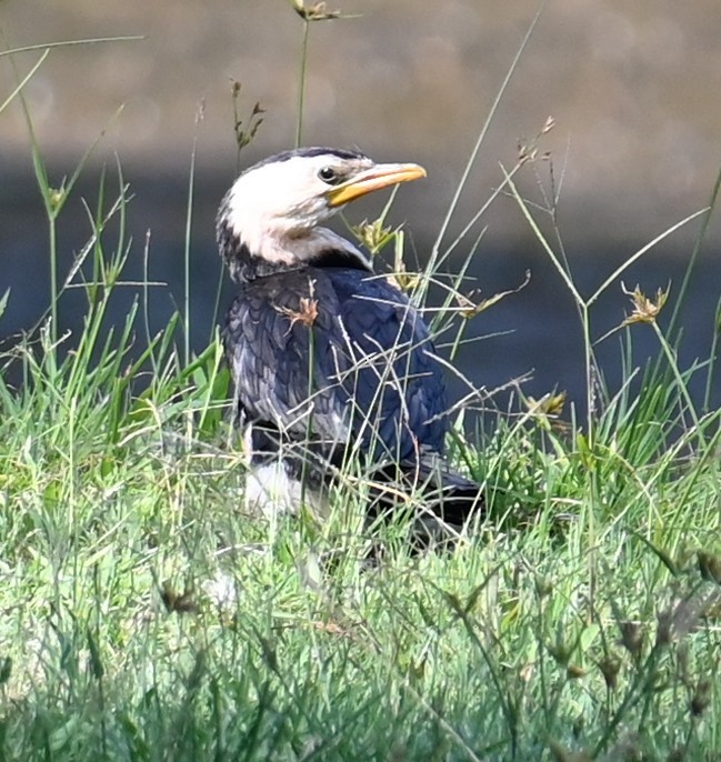 シロハラコビトウ - ML645913333