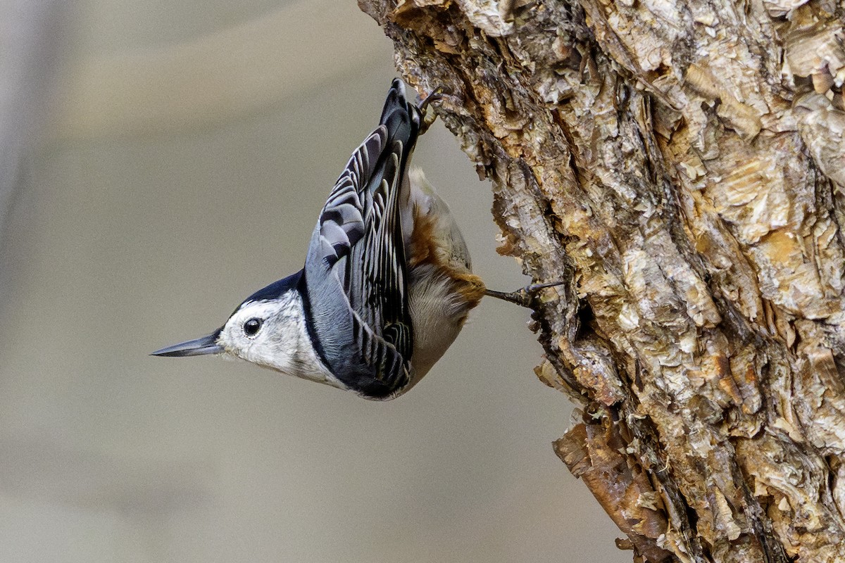 ムナジロゴジュウカラ - ML645913334