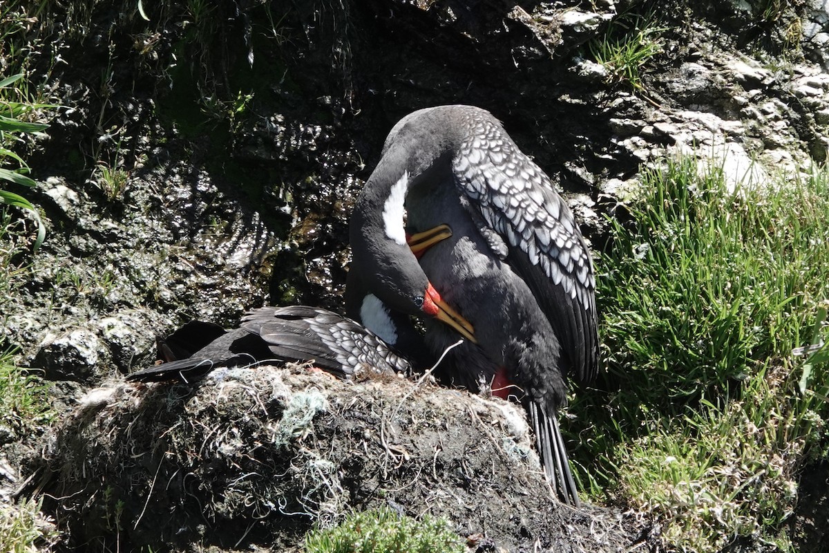 サカツラウ - ML645913336