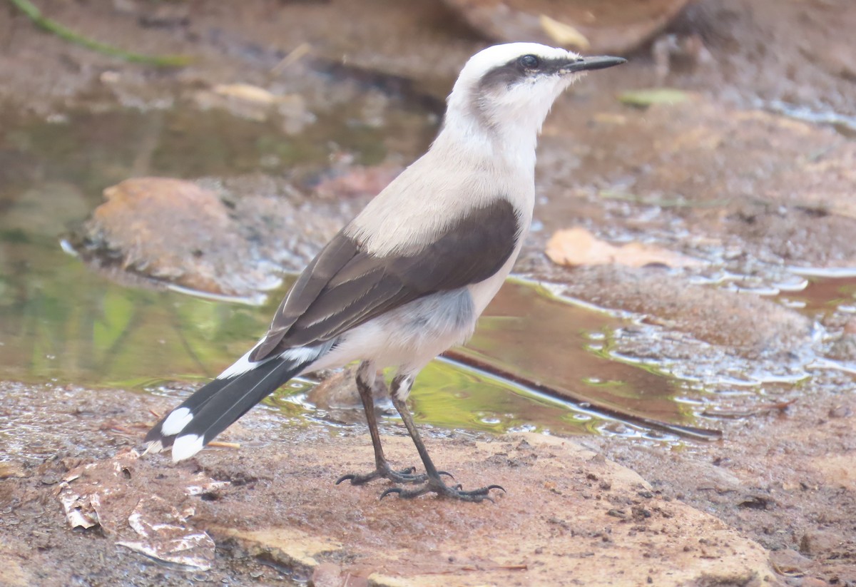 マダラタイランチョウ - ML645913337