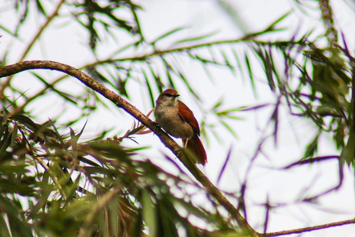 Yellow-chinned Spinetail - ML645913338